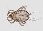 Picture of a house dust mite